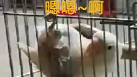 dd693275fb6a0b997aee4d69f6c9b99931745c74.jpg@280w_158h_1c_100q.jpg