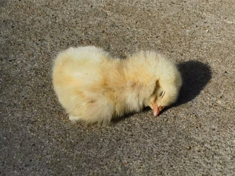 小鸡崽崽晒太阳噜～