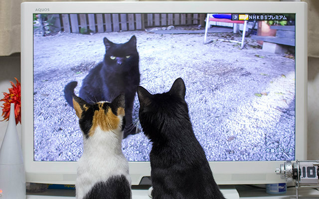 【纪录片合集】岩合光昭的猫步走世界【生肉】