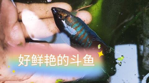dd9f39a55c2072690a4332e0341a6e1444c0533d.jpg@480w_270h_1c