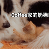 在垃圾堆捡到的奶橘后续7｜洗澡澡哄觉觉