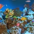 水族馆4K视频（超高清）? 美丽放松的珊瑚礁鱼-睡眠放松