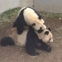 在日大熊猫成功交配令人欣慰！动物园表示近期将全力促成多次交配(中日双语)(21/03/07)