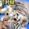 幼儿园来新虎啦~三小只孟加拉白虎~快进来吸~奶香味儿十足