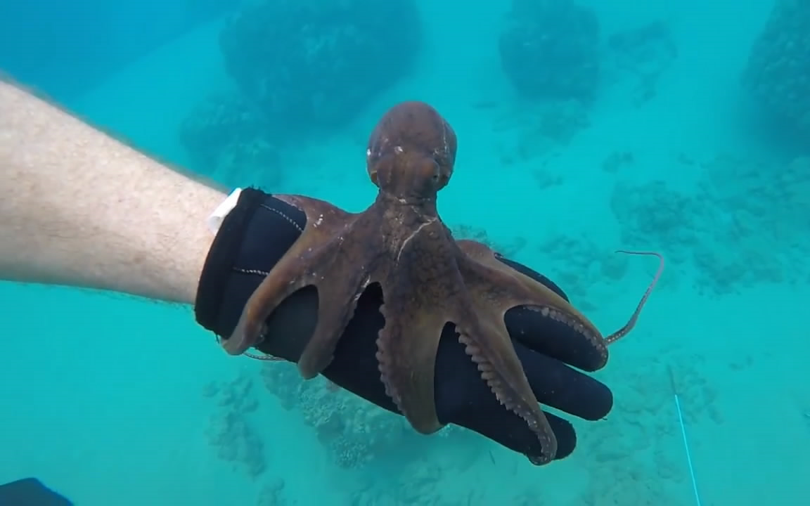 澳洲小哥徒手下海抓章鱼,海底世界真的好美啊