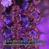 【中英文双语字幕版】【3D医学动画】DNA 的分子可视化