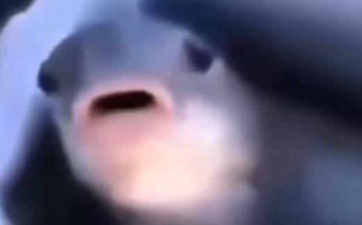 Fish【#meme200】