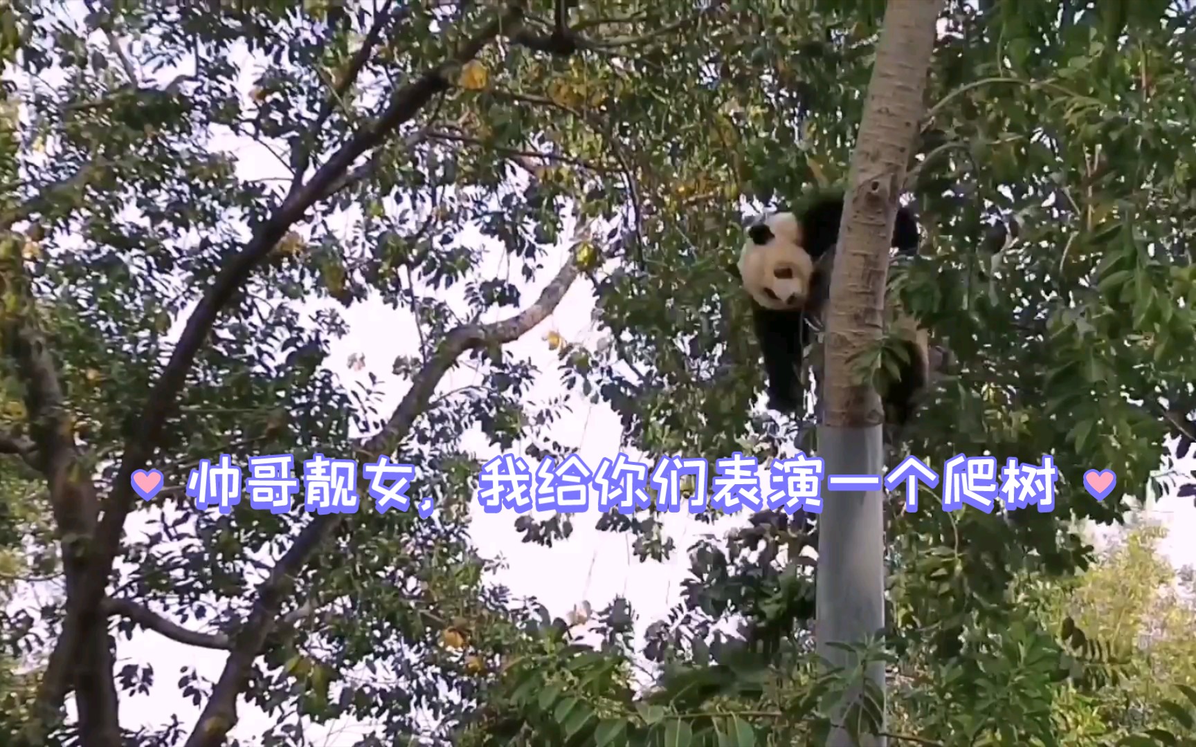 广州动物园大熊猫星一激情营业，这门票它高低要让你赚回去！