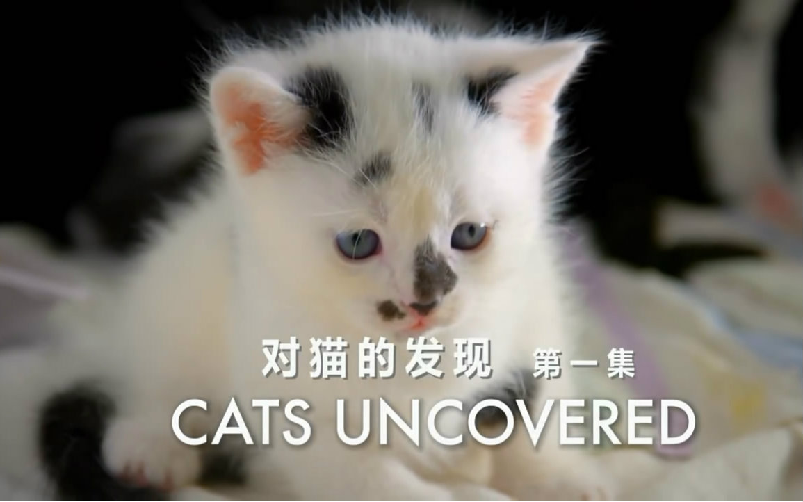 【BBC纪录片】对猫的发现 第一集 喵的世界观