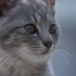 【纪录片】岩合光昭的猫步走世界 之「島根」
