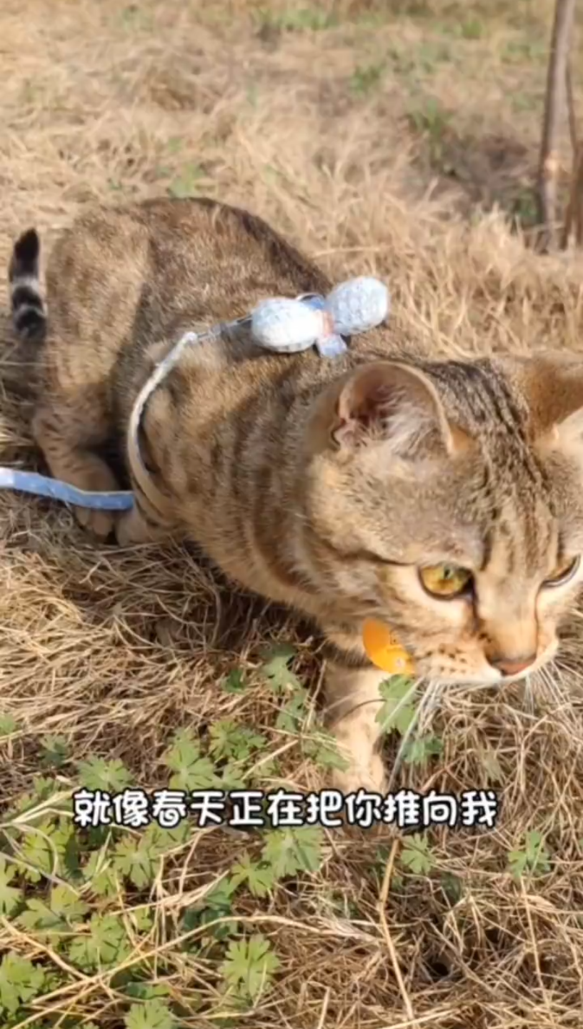 猫咪观察日记2哔哩哔哩bilibili