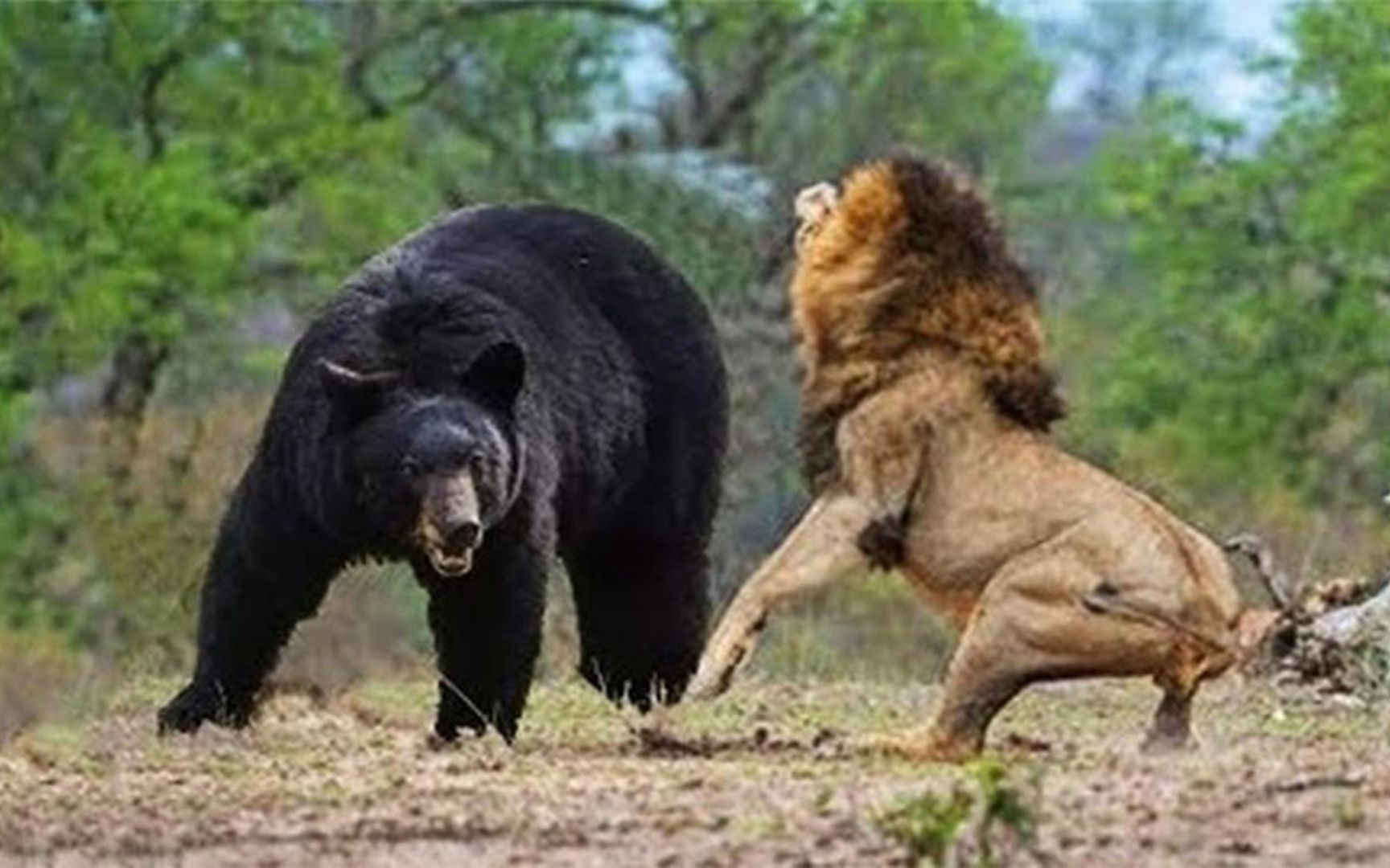 400斤黑熊大战非洲雄狮，直接被打成孙子，网友：不愧是王者！