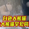 四川卧龙多次拍到白色大熊猫活动影像