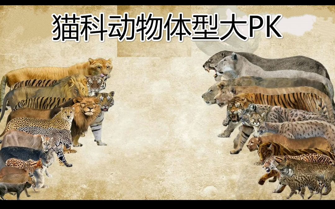 热门评论：105种现代猫科和史前猫科大PK，谁是真正的猫科之王？[1次更新]的第1张示图