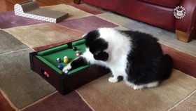 猪吃饭发出声音 de5b09d8cb10c8af10baffe1d988c53d2a407fb6.jpg@280w_158h_1c_100q.jpg