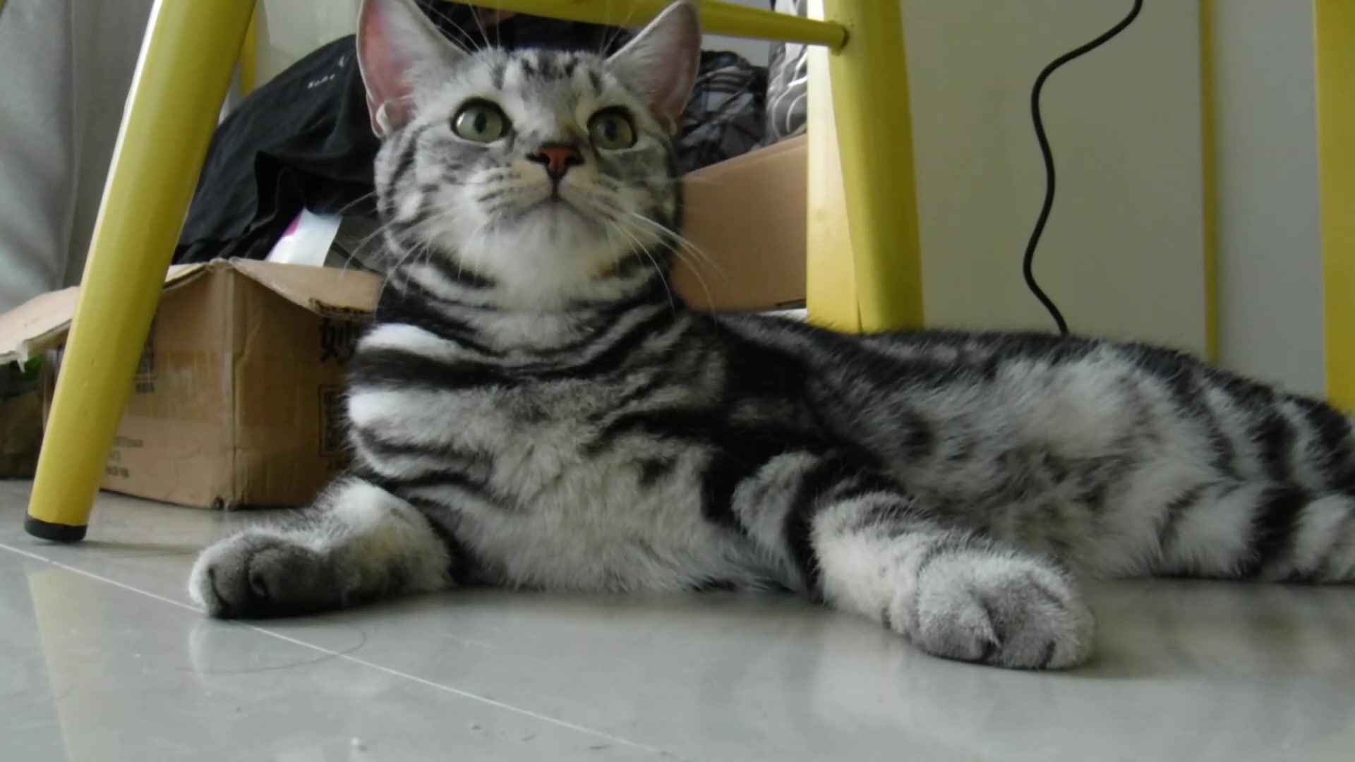 是母猫就要自己舔自己眉清目秀的美短猫