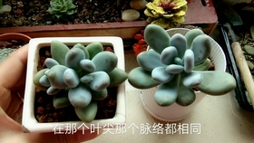 多肉叶插苗怎么插 de619e749b429482d3cbb87c67f11b705ddcb462.jpg@280w_158h_1c_100q.jpg