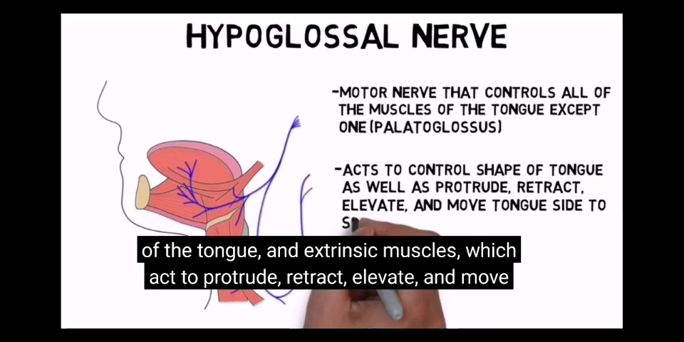 hypoglossal nerve_哔哩哔哩_bilibili