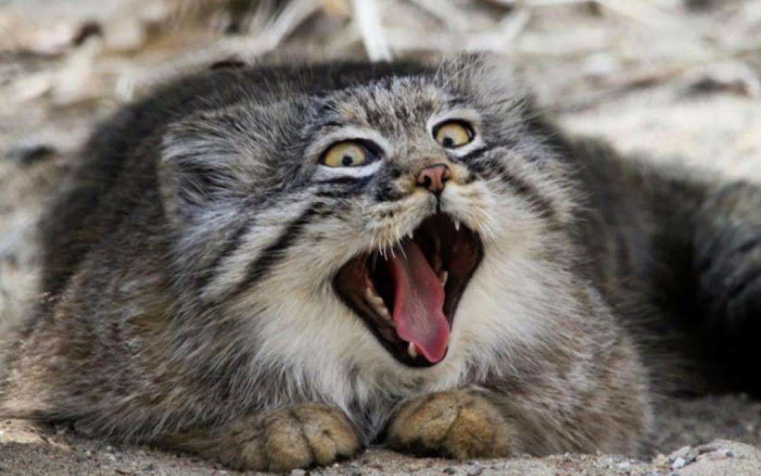 我兔狲不发威，你当我胖橘咩~警告你哦，我叫起来超凶的，可不是喵喵喵！_ 