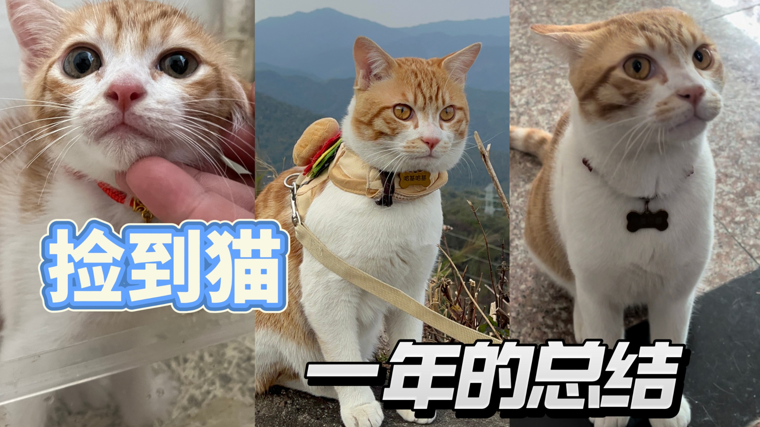 捡到猫的一年总结