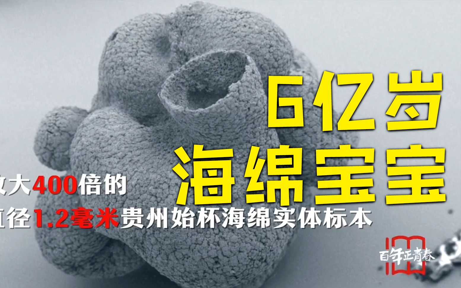 贵州发现6亿岁海绵宝宝