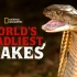 世界上最致命的蛇 World's Deadliest Snakes