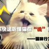 猫叫声速通版，一比一翻译猫的叫声
