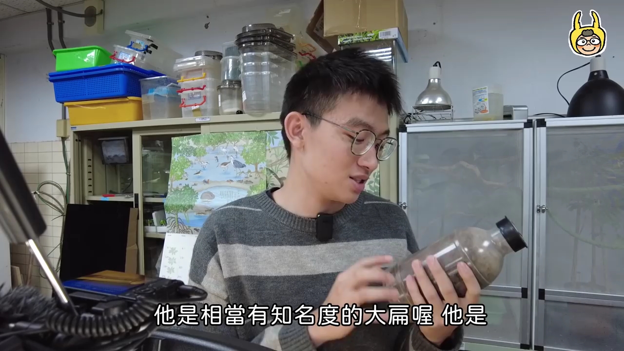 【饲育屋】牛头其实是战马?牛头扁锹形虫开挖,上次开挖的长颈鹿锯开始羽化罗!哔哩哔哩bilibili