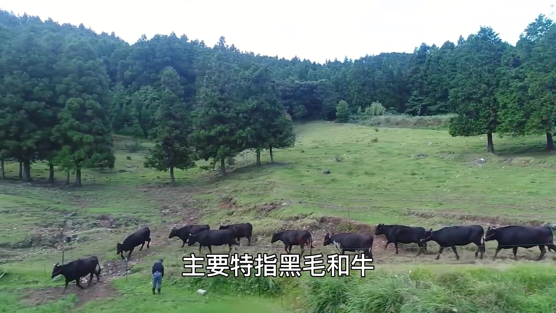 一头牛卖25万，有钱也吃不到，神户牛肉为什么卖那么贵