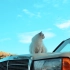 六百万MV《晴天》——看！！！周杰伦的歌又被这只猫用了！！！
