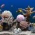 f753 2K高清画质海洋水族馆珊瑚馆鱼儿小鱼鱼类游动于珊瑚水草岩石金鱼海鱼烧烤店大屏幕LED背景视频素材 实拍视频