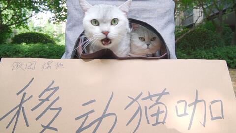 小猫的视频日常生活 dedac838f028cc3547b7aeefc72c185f10a5b1b5.jpg@480w_270h_1c