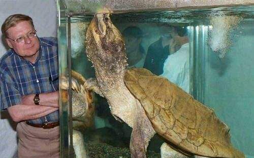 血腥鳄龟与巴西龟吃泥鳅血腥暴力未满18岁勿入
