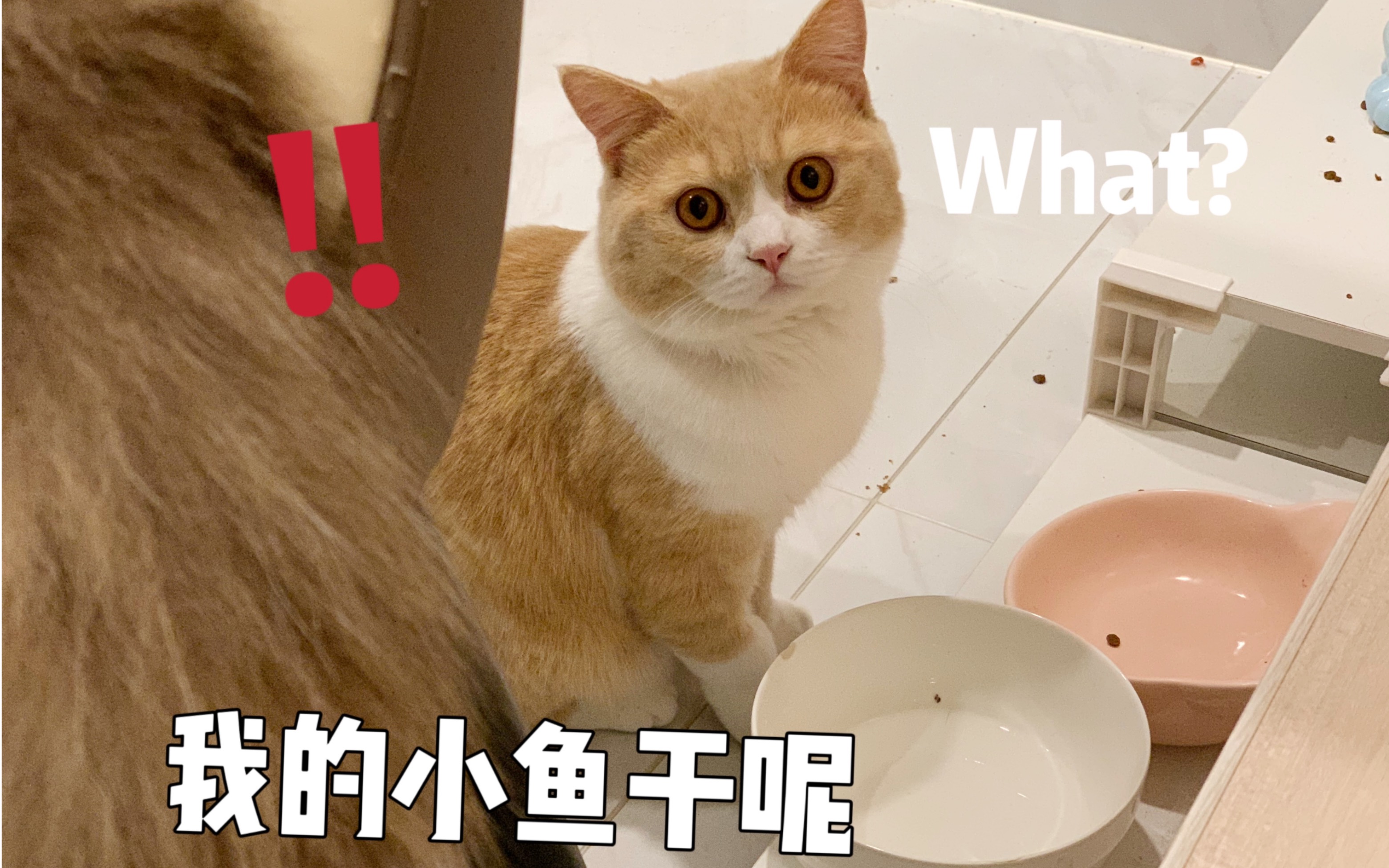 猪咪