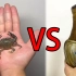 螃蟹VS象拔蚌，50只螃蟹养了100天，看看它们的生存方式！