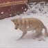 狗：冻成狗了，玩个p！