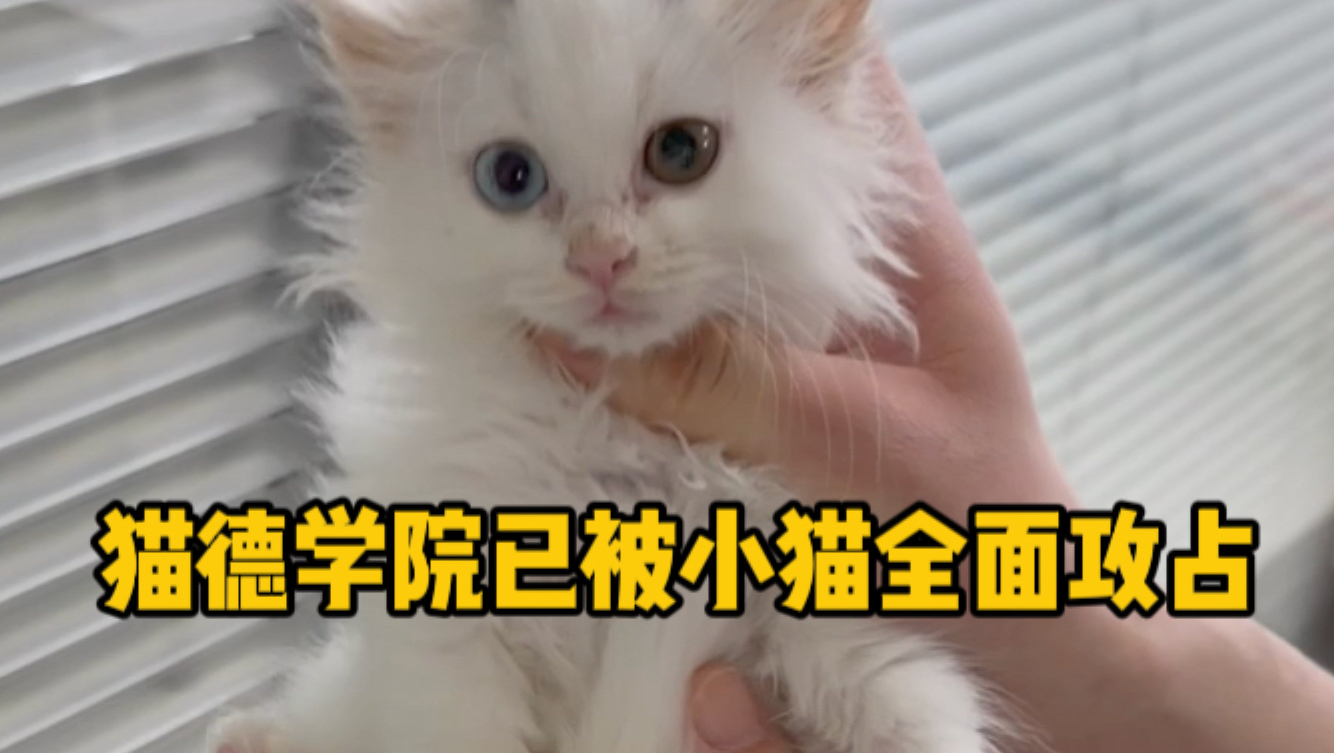 猫德学院已被小猫霸占，快有上百只了