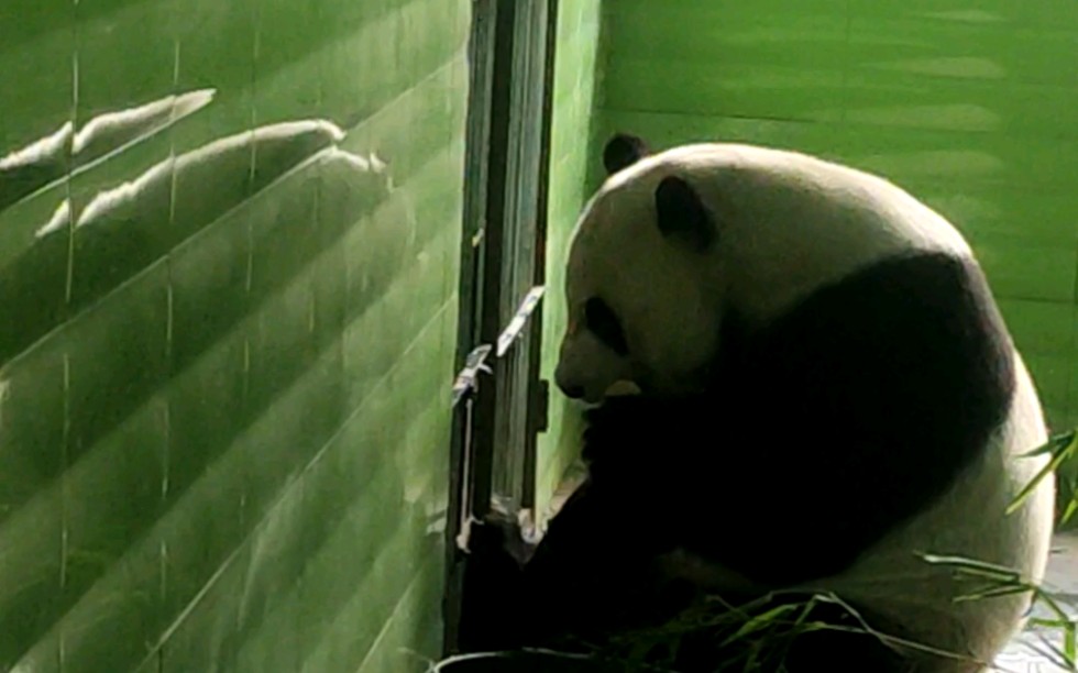 【大熊猫云子】白云和高高的儿子 在石家庄动物园 09年出生 下个月就要十岁啦 希望能早点去新馆 老场馆有点暗 吃的还不错