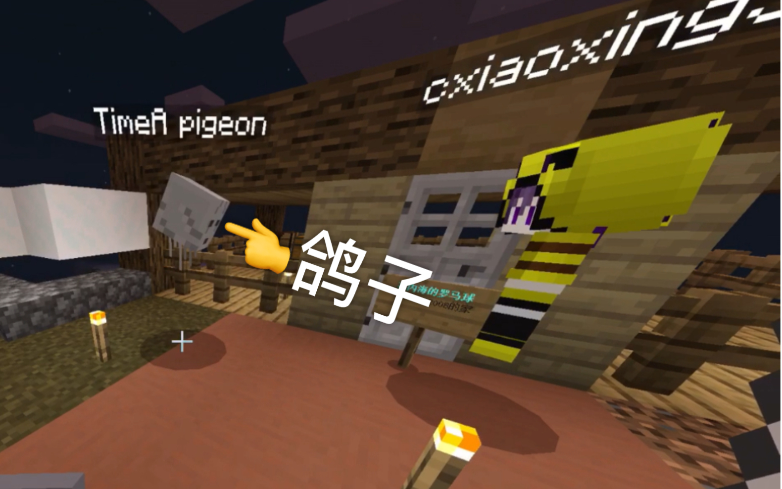 非鸽子UP在鸽子窝的日常生活