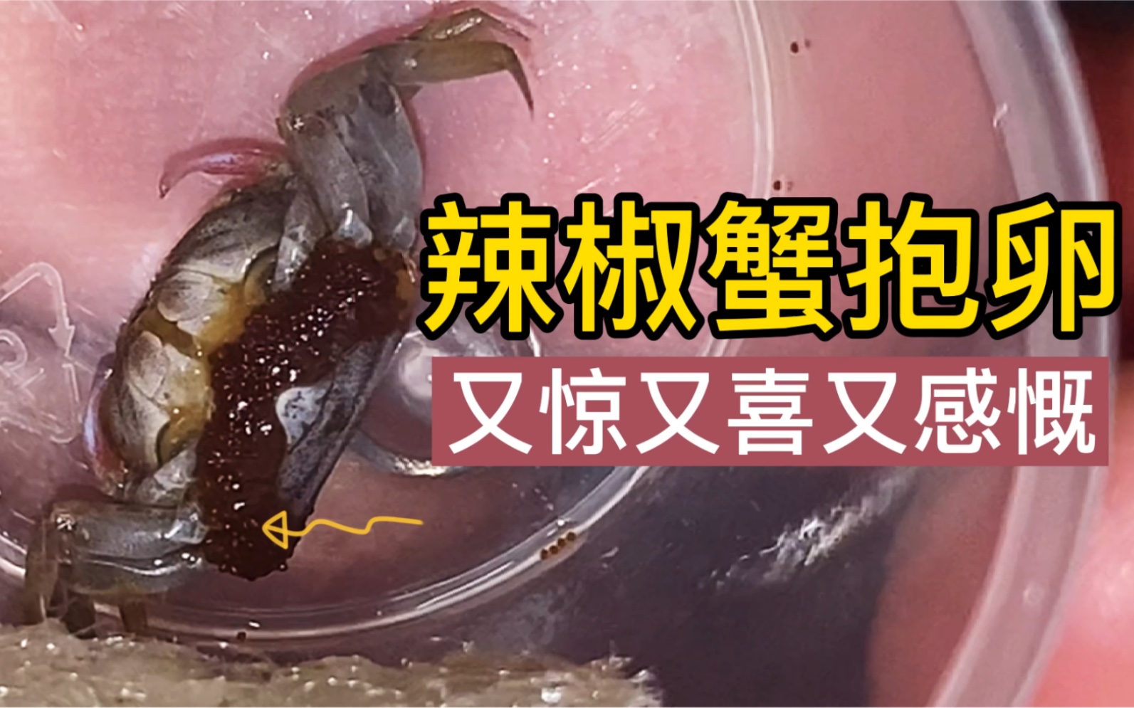辣椒蟹抱卵了原来可以繁殖惊了开箱又惊又喜