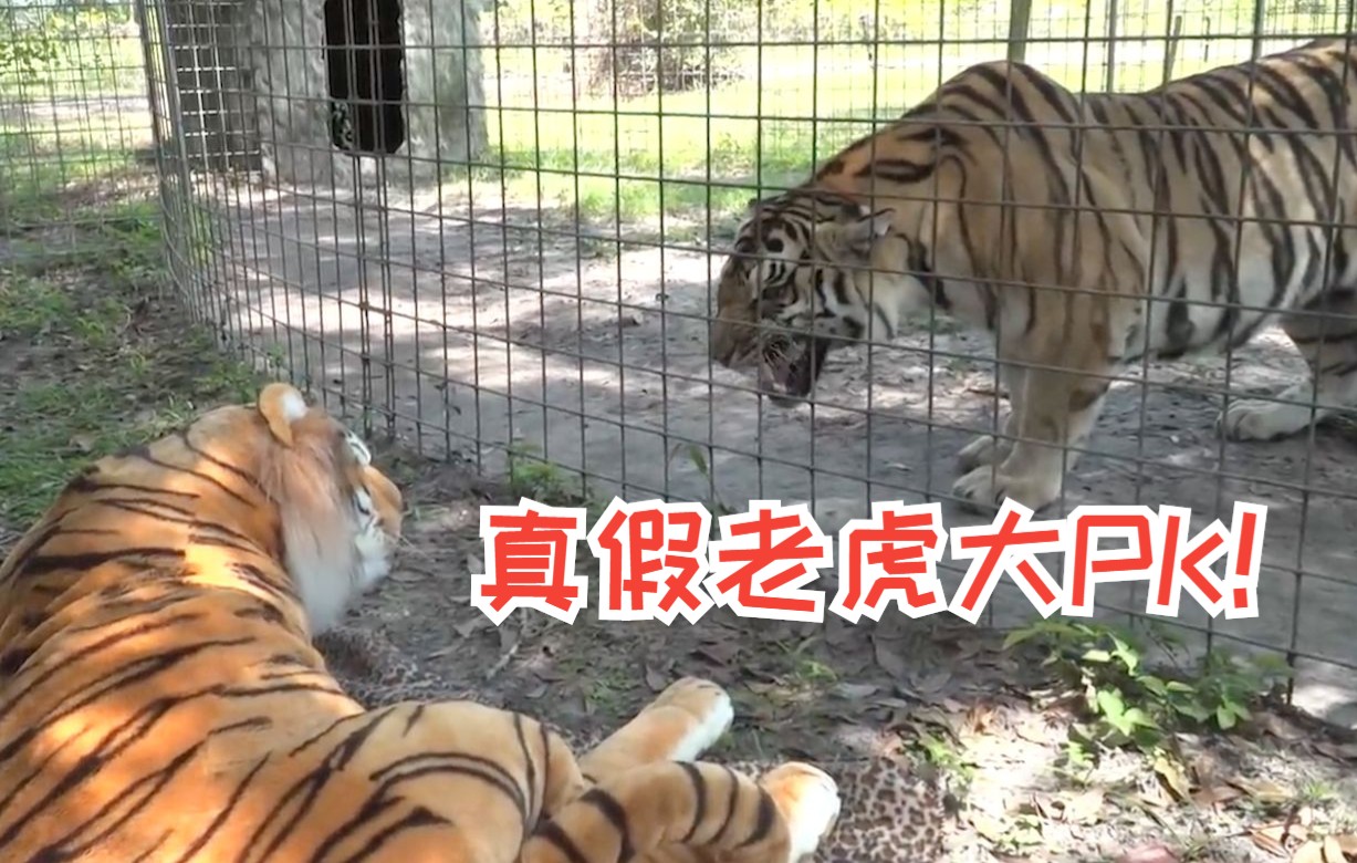 饲养员搞来一只仿真老虎，摆放到真老虎面前，它会有什么反应？