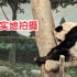 别洗了！！【孟菲斯动物园】旅美大熊猫丫丫2.24实地拍摄，大家都睁大眼睛看看！