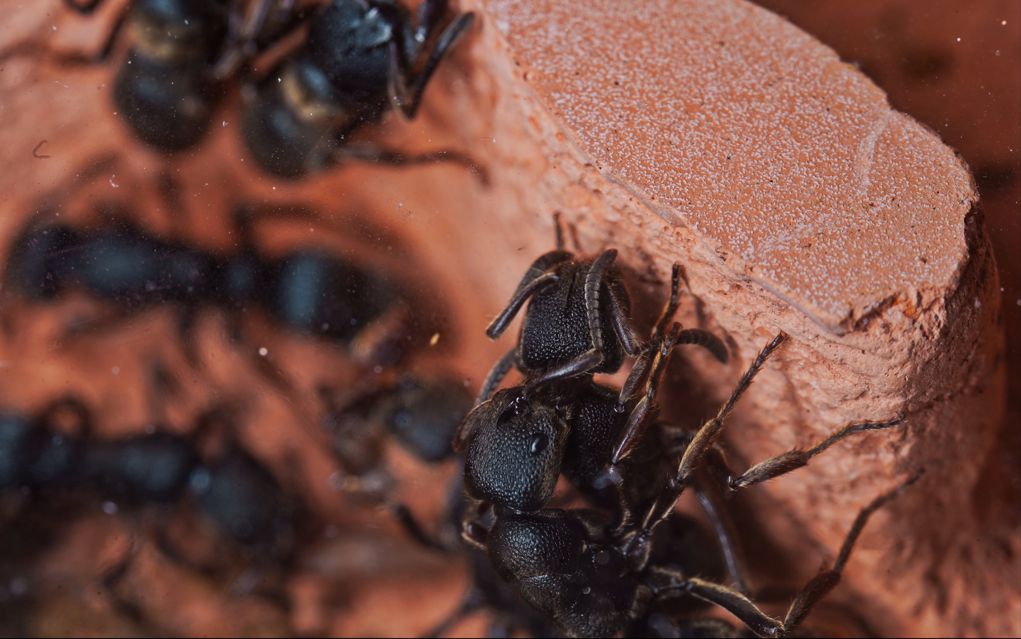 蚁王、蚁后和群体发育 - 知乎