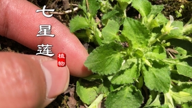 df3d2661bb382246f468d70b479a590c121dfd80.jpg@280w_158h_1c_100q.jpg