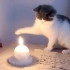 猫的反应是火的七倍