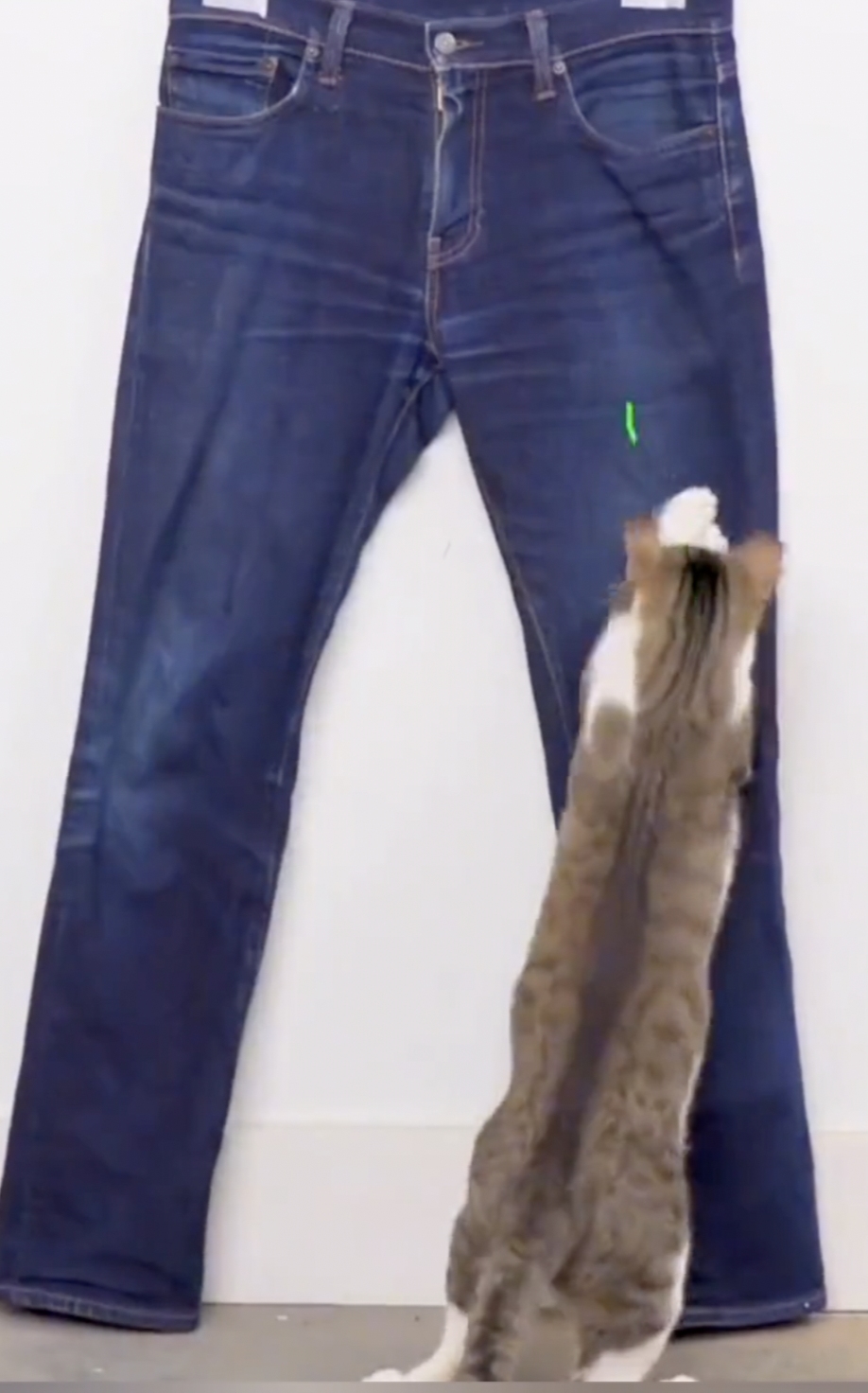 网友自制“猫爪痕”牛仔裤，让自家猫亲自“动手”，网友：量产吧