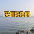 深圳迎最佳观鸟季，一起来深圳湾公园吹吹海风，看一看海鸥吧！
