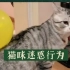 热门猫片解析：玩气球的猫突然爆炸了…
