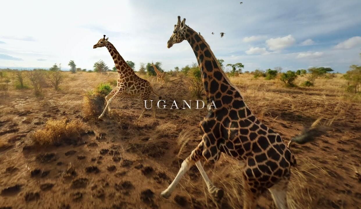 动物界有自己的“春运”，非洲动物大迁徙