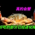 为什么螃蟹是最优形态之一?最好吃的部分已经被进化掉了